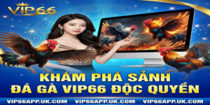 KHÁM PHÁ SẢNHĐÁ GÀ VIP66 ĐỘC QUYỀN