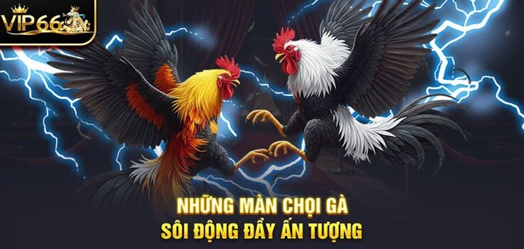 NHỮNG MÀN CHỢI GÀ SÔI ĐỘNG ĐẦY ẤN TƯỢNG